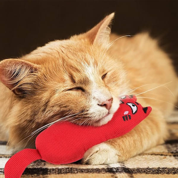 5 stycken kattbett leksaker kattbett leksak husdjur katt lek bett rengöring