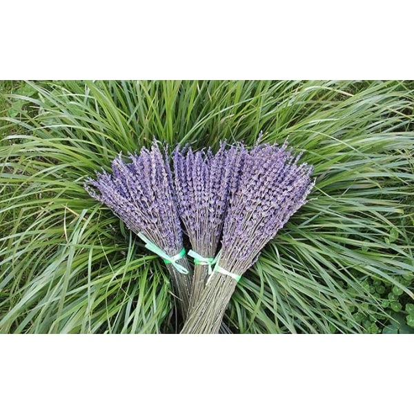 Dried Lavender Natural Lavender Flower Bouquets 50+ Stems (35cm