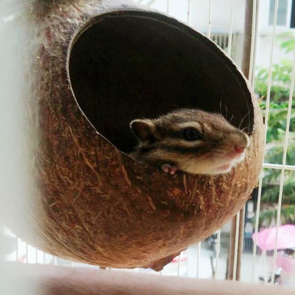 Hamster Burfuglhus Kokosnøtt Hus, Kokosnøttskall Kan Festes