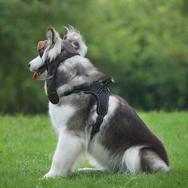 (Størrelse S, hovedomkreds 30 cm) Cool Dog Aviator Hundekappe Kæledyr