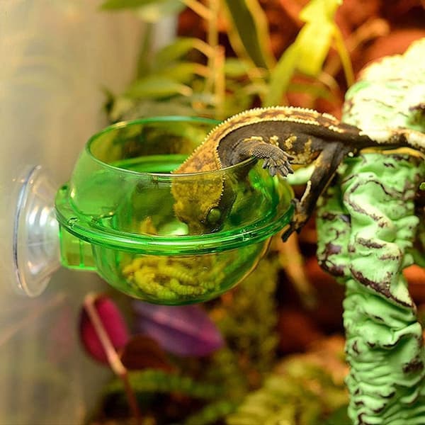 2-pack Reptilmatare, Reptilsugkoppar, Reptilvattenkopp