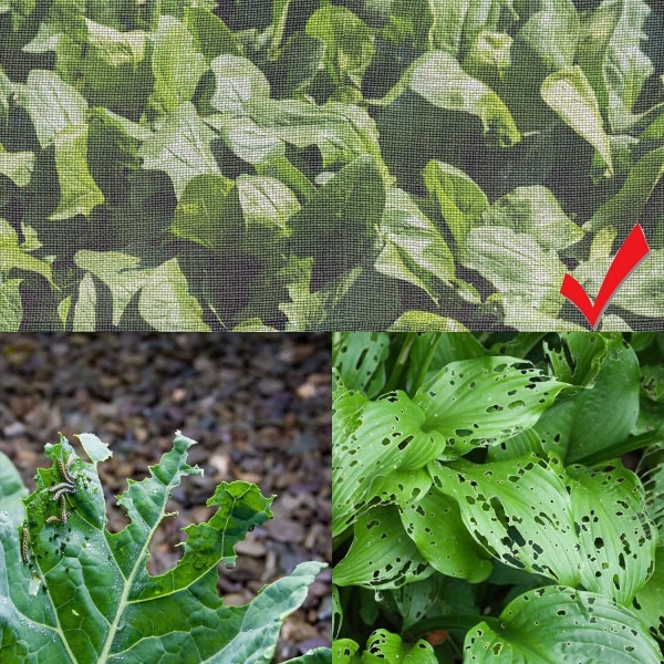 Insektnet Beskyttelse Fint Masket Have Netting Planter Frugt