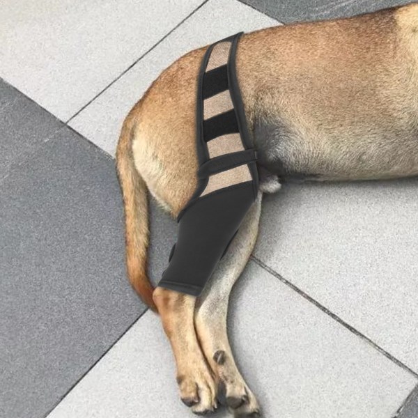 Pet ben kirurgi skade fraktur fast støtte ben beskytter hund