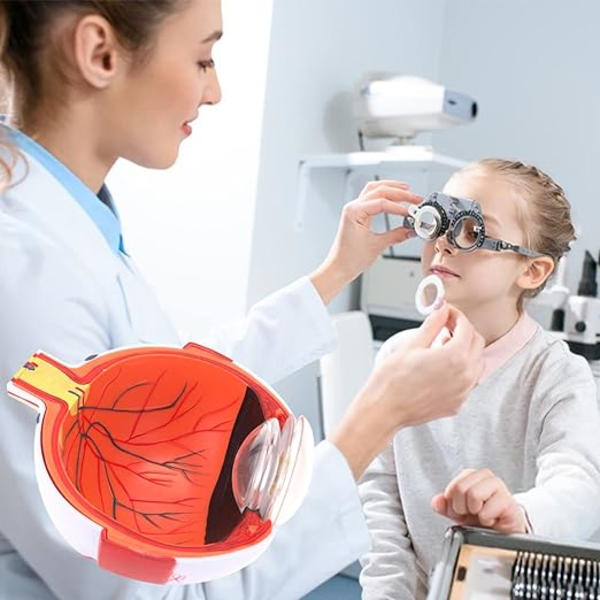 1 x 6x forstørret anatomisk model af det menneskelige øje - nøjagtig øjenmodel