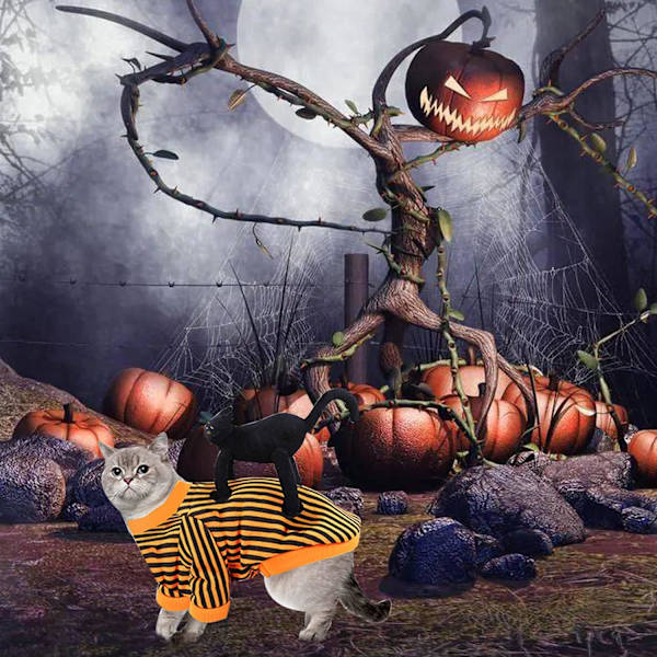 Halloween-dräkt för hund, husdjurs-halloween, katt- och hund-halloween