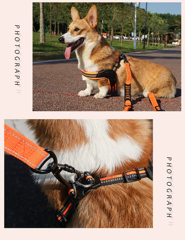 Blått S-sett for hund, brystsele med refleks