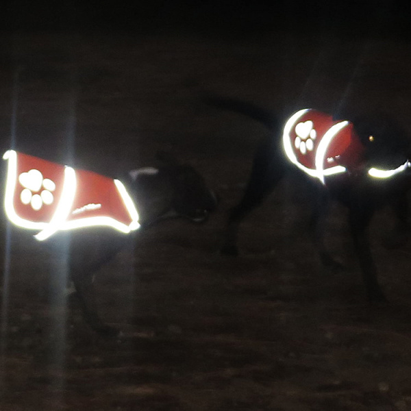 Reflekterende hundevest. Den højt synlige neon orange hundevest