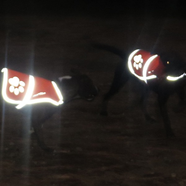 Reflekterende hundevest. Den synlige neon oransje hundevesten