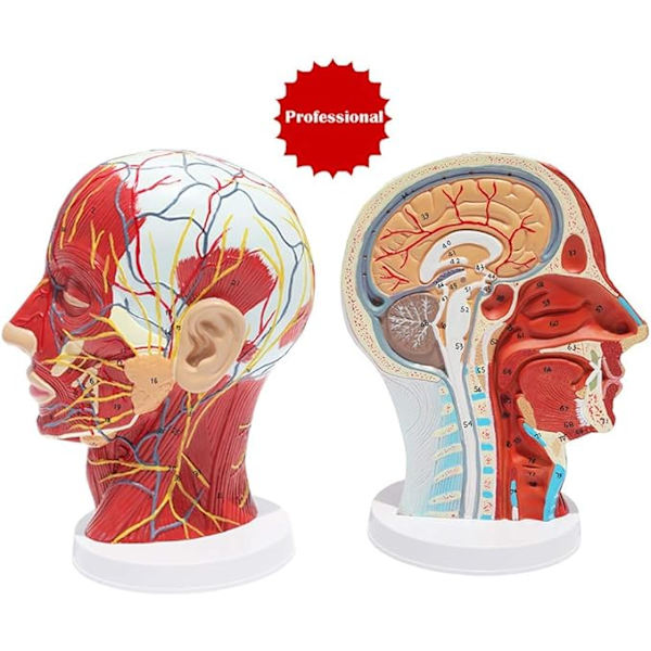 Anatomisk modell av kentaurhode - med vaskulær nervemodell - for