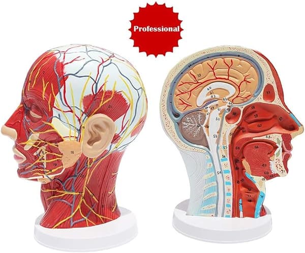 Anatomisk modell av kentaurhuvud - med vaskulär nervmodell - för