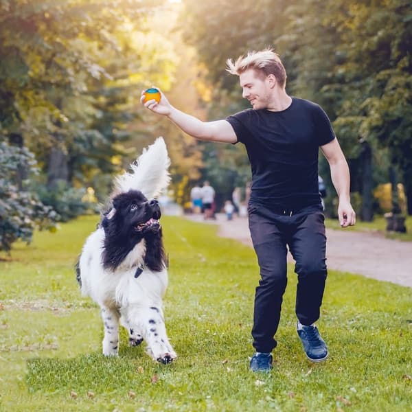 3 kpl piippaavaa palloa, pentujen interaktiivinen purulelu (satunnainen väri)