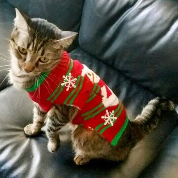 Kattesweater, katte vinter sweater, jule sweater-strik vinter