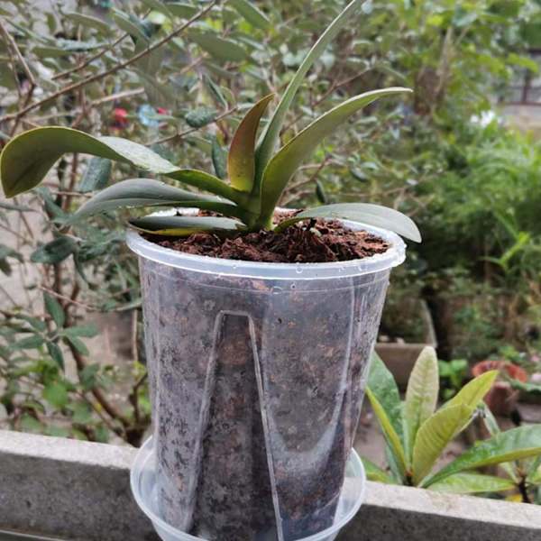 Transparent orkidé kruka, 5-pack plastblomkruka, trädgård