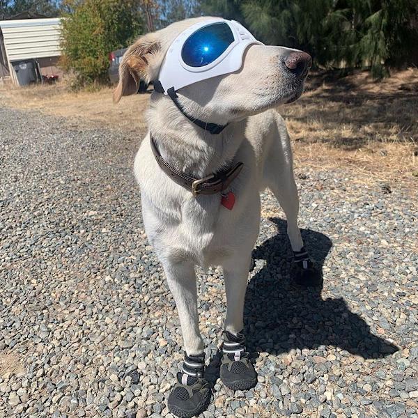 Hunde Beskyttelsesbriller UV Solbriller til Store Hunde