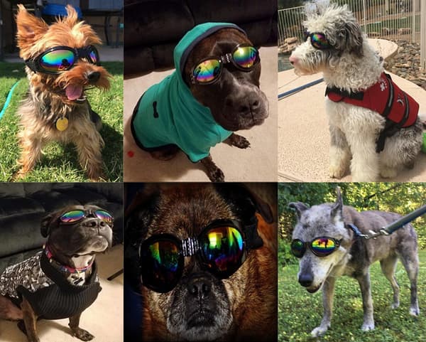 Hundebriller (sorte), kæledyrsudstyr, store hundebriller, simple