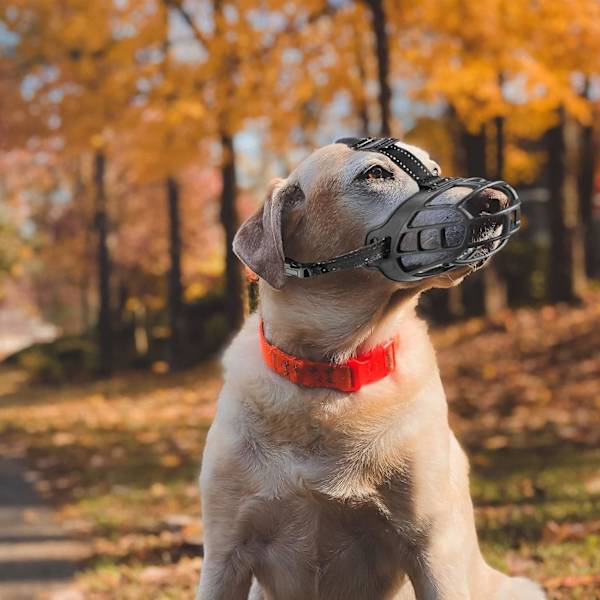Hundemusling, Munnkurv, Kurvmunnkurv for Små, Mellomstore og Store