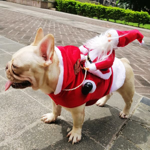Julekostume til Hund, Vintertøj til kæledyr Julekæledyr