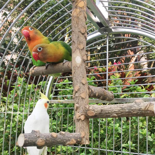 Parrot Swing Active Stand Kvist Antall sendt: 1 stk.
