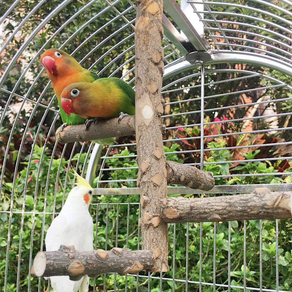 Parrot Swing Active Stand Kvistar Antal levererat: 1 styck.