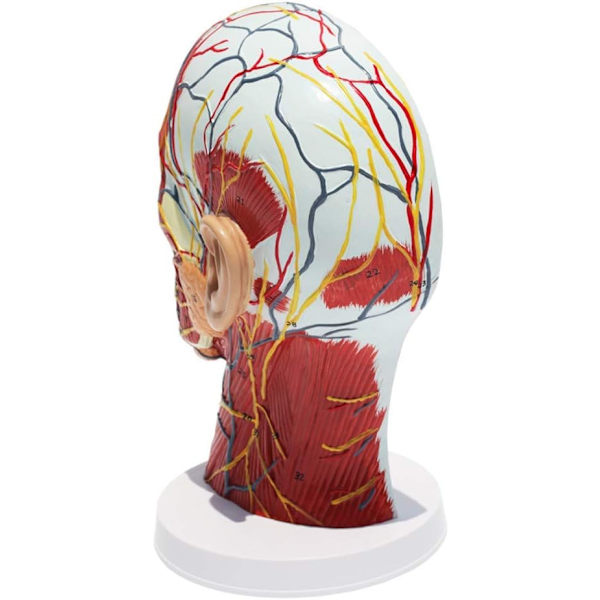 Anatomisk modell av kentaurhode - med vaskulær nervemodell - for