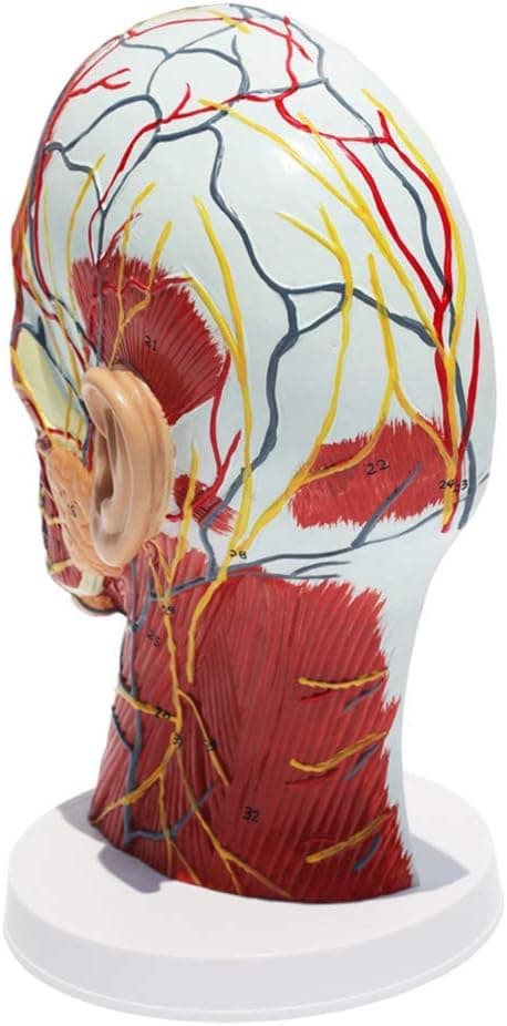 Kentaurhovedets anatomiske model - med vaskulær nervemodel - til