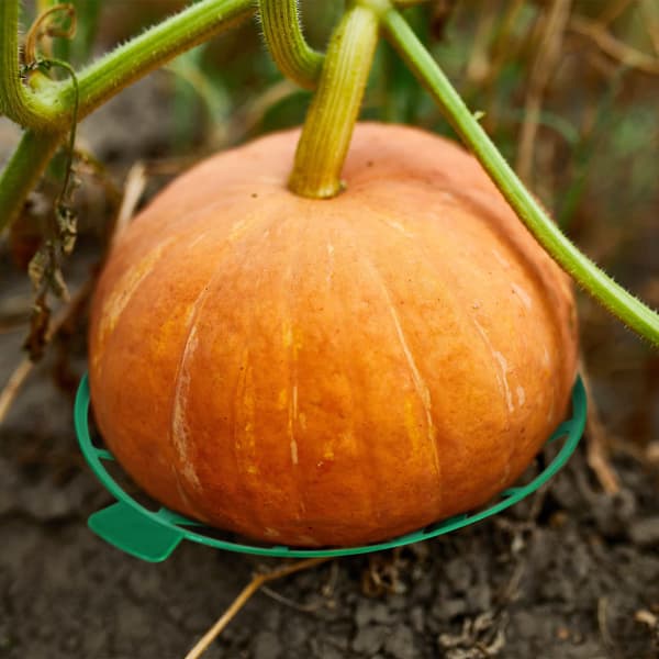 Havehøstkurvbeskytter vandmelonholder
