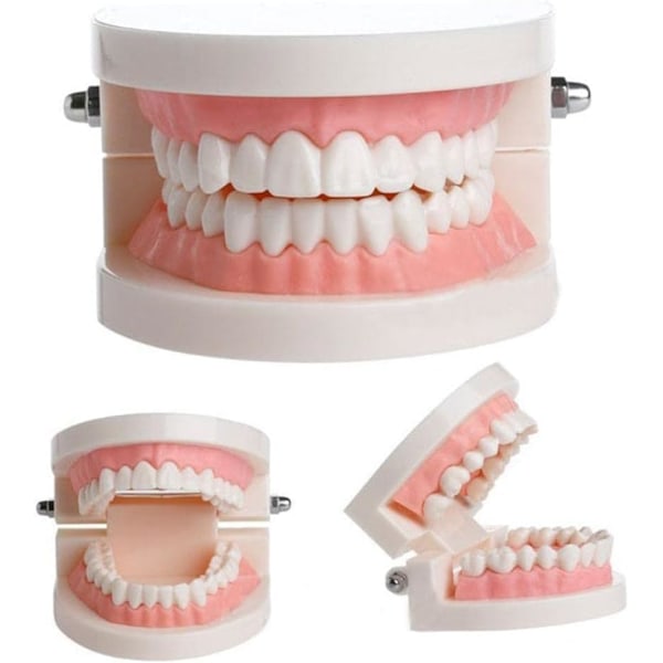 Dental Model Tandplejeundervisningsværktøjer