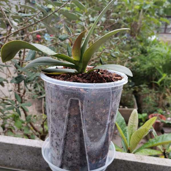2 Krukor Diameter 14 cm i Transparent Plast för Orkidéer, Stiv