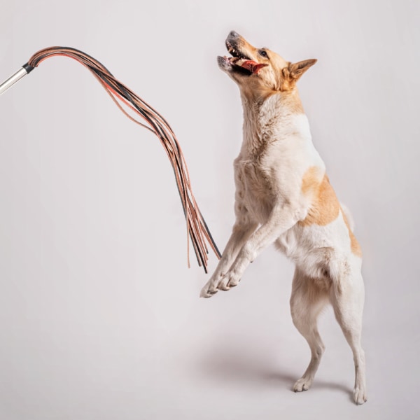 1 st Pet-tillbehör, kohidepiska, hundpiska, hundträning
