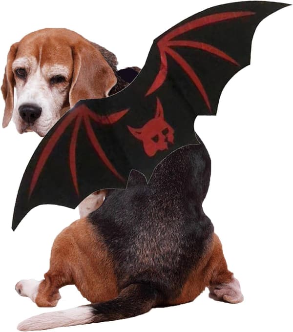 Halloween Kattekostumer, Sød Unik Halloween Kattekostume