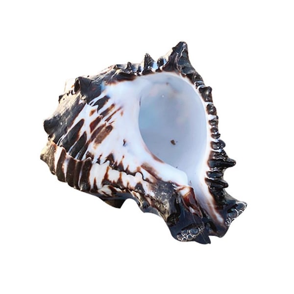 Ocean Conch Natural Stora snäckskal för perfekt för bröllopsfestdekoration