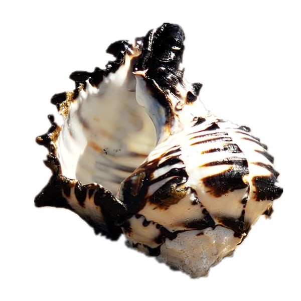 Ocean Conch Natural Stora snäckskal för perfekt för bröllopsfestdekoration
