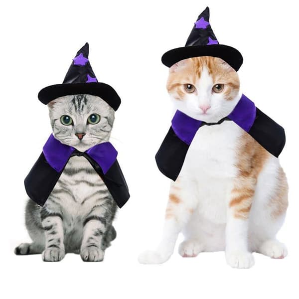 Halloween-kostume til kæledyr – Troldmandkostume til kat: et sjovt troldmandskostume til katte.