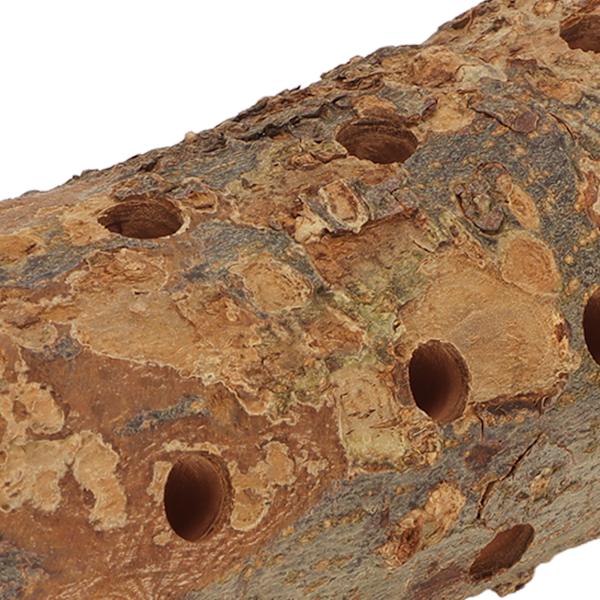 Hamster Log Tuggleksak Naturligt Säkert Molar Bite Resistent Papegoja Trä Stående Pinne för Smådjur L