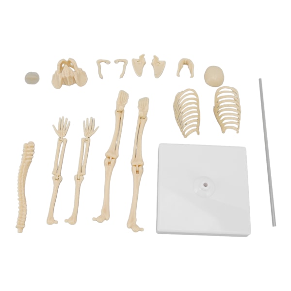 35cm Mini Human Skeleton Model Light Weight Small Educational Human Skeleton Toy for Children Learning Play and DIY