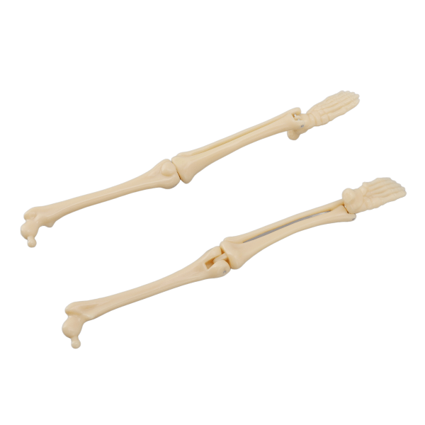 35cm Mini Mänsklig Skelettmodell Lätt Liten Pedagogisk Mänsklig Skelett Leksak för Barn Lär Lek och DIY
