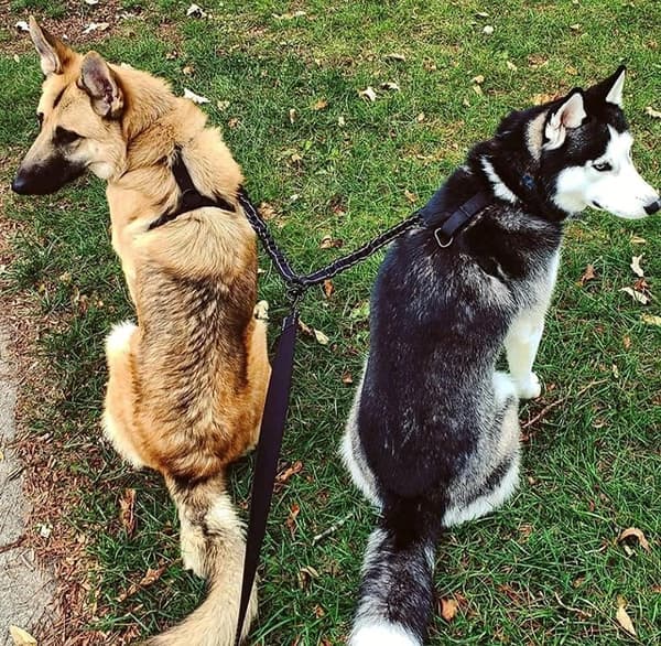 Double Leash for 2 Dogs Triumph, Dog Leash, Reflective, Training & Exercise, 360º Tangle-Free