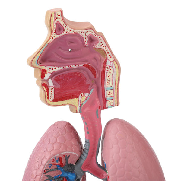 Respirasjonssystemmodell med avtakbart hjerte, anatomisk visning av menneskets lunge for studenter, studie- og undervisningsverktøy