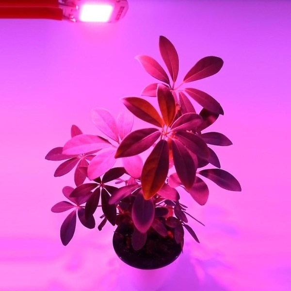 Led Cob Chip för inomhusplanta Fröplanta Blomma Tillväxt Light Full Light - Perfet Warm White 50W / 110V