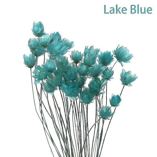 30 st Daisy Små Stjärnformade Torkade Blommor Bukett Konserverade Blommor för Bröllopsdekoration-Perfekt Light Blue