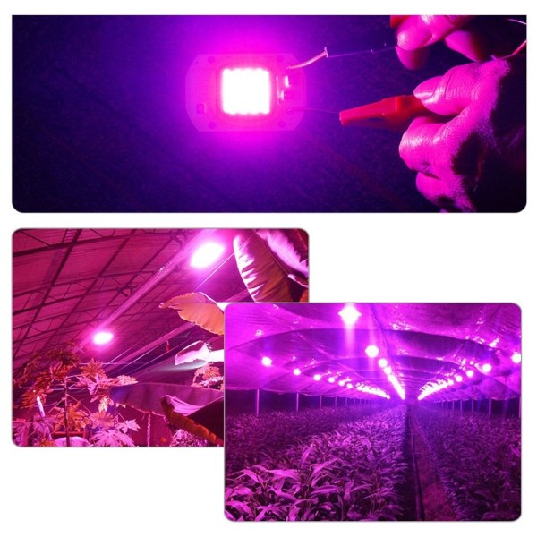 Bulb Chip Grow Lights HVID - Perfet White30W 220V