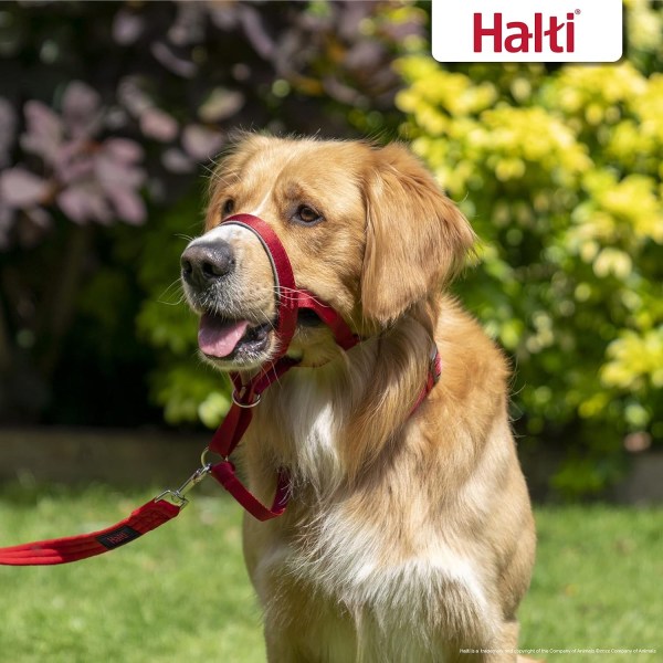 HALTI halsbånd størrelse 3 RØD, bedst sælgende hund i Storbritannien