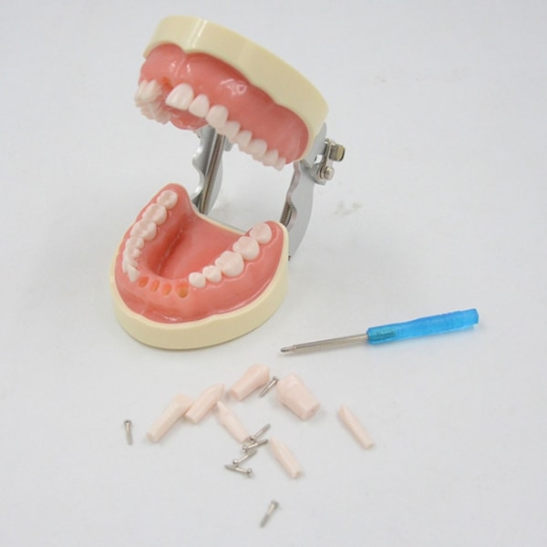 32 ​​Dental Typodont-tändermodell Avtagbar tandmodell Undervisningsstudie Typodont-demonstrationsmodell för undervisningspraktik - Perfet