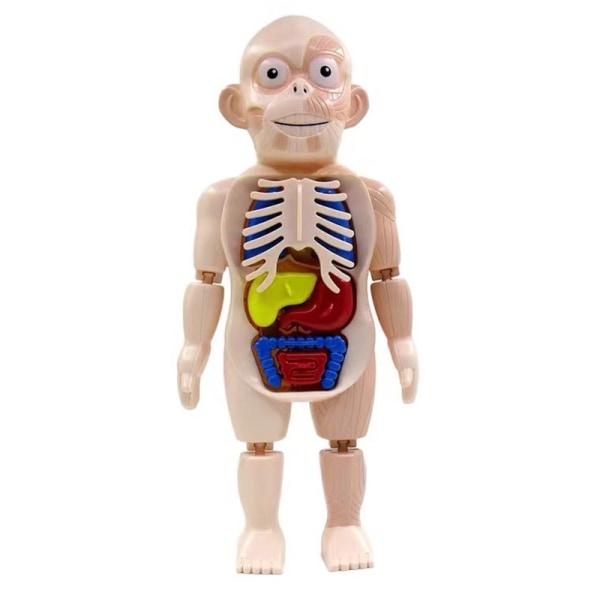 3D-ihmiskehon anatomialelu Tee-se-itse -sarjat Body Organs Opetustyökalu - Perfet