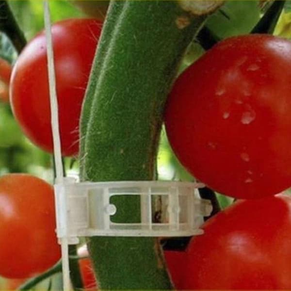 50 stk. espalier tomatclips støtter forbinder planter grøntsagsfastgørelsesclips - Perfekt