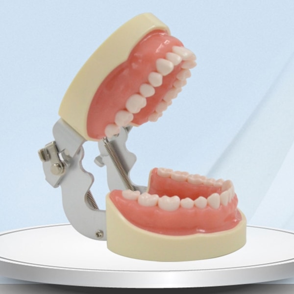32 ​​Dental Typodont-tändermodell Avtagbar tandmodell Undervisningsstudie Typodont-demonstrationsmodell för undervisningspraktik - Perfet