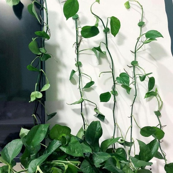Selvklebende planteholder veggfester for klatreplanter 40-Pack - Perfet