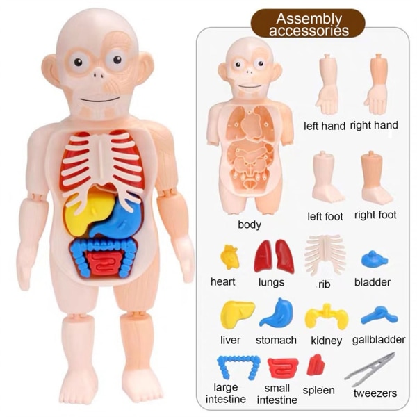 3d Menneskekropp Anatomi leketøy DIY-sett Kroppsorganer Læringsverktøy - Perfet