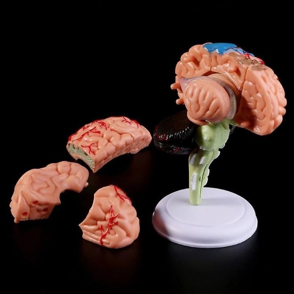 4D-borttagbart verktyg för anatomi av mänsklig hjärna - Perfet