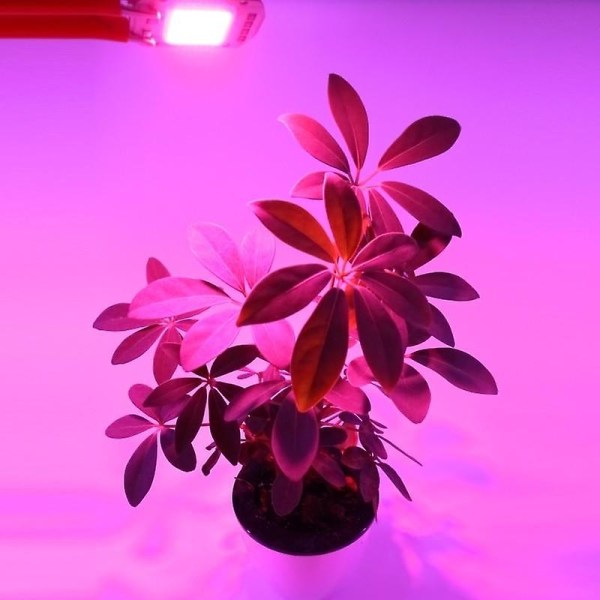 Led-tähkäsiru sisäkasvien taimien kukkakasvulle Kevyt täysvalo – täydellinen Grow Light 20W / 220V